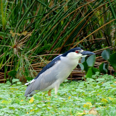 Black-Crowned Night Hereon